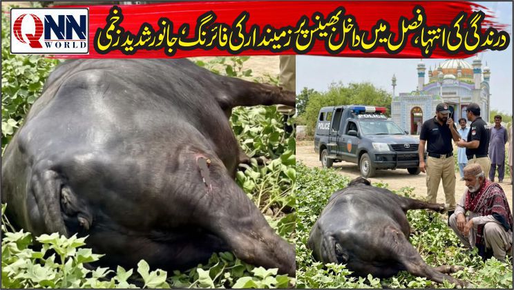 میرپورخاص میں جانور پر تشدد، بھینس کو گولی مار دی گئی، پولیس تحقیقات شروع