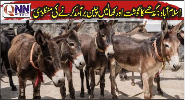گدھے کا گوشت اور کھالیں چین برآمد کرنے کی منظوری