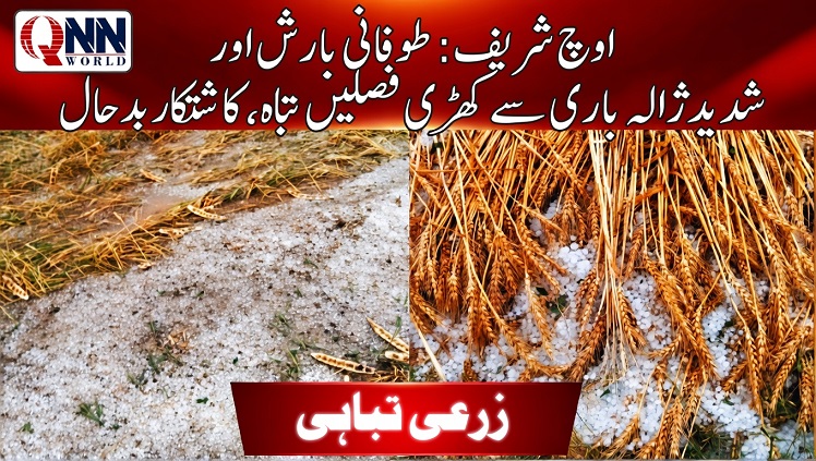 اوچ شریف: شدید آندھی، موسلادھار بارش اور ژالہ باری نے زرعی شعبے کو شدید دھچکا