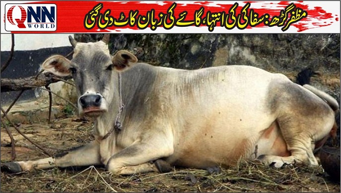 مظفرگڑھ: سفاک ملزمان نے گائے کی زبان کاٹ دی، جانور چارہ کھانے سے بھی قاصر