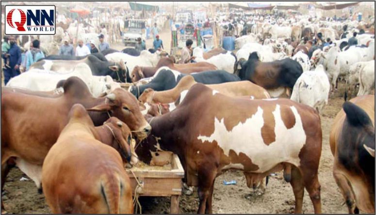 تینوں تحصیلوں میں مویشی منڈیاں فعال، شہریوں اور بیوپاریوں کو سہولیات کی فراہمی یقینی