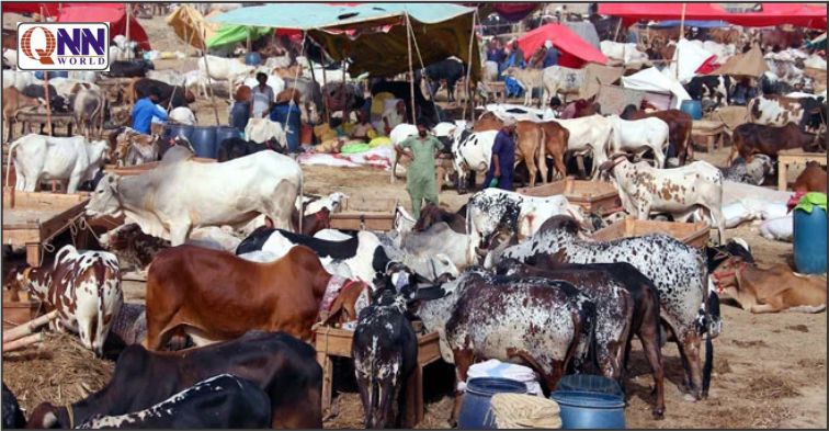 ڈپٹی کمشنر اور ڈی پی او کا مویشی منڈی کا ہنگامی دورہ