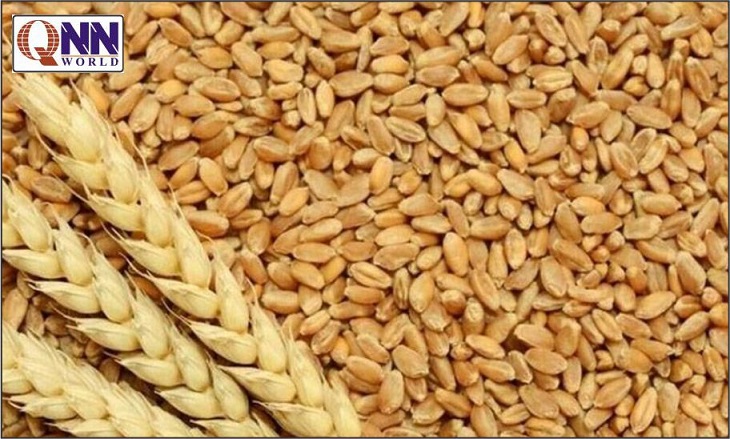 گھوٹکی: گندم بحران سنگین، قیمت 4200 روپے تک پہنچ گئی