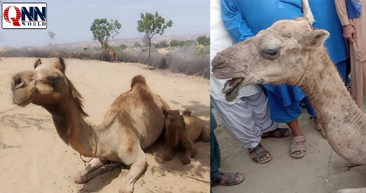 تھرپارکر میں اونٹنی(ڈاچی) کی آنکھیں نکالنے کا مبینہ واقعہ، شدید احتجاج، تحقیقات شروع