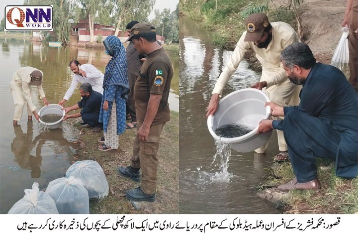 قصور: قدرتی آبی ذخائر کے تحفظ کے لیے دریائے راوی میں مچھلی کے بچے چھوڑنے کی مہم مکمل