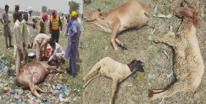 قصور کے گاؤں میں زہریلا پانی پینے سے مویشیوں کی ہلاکت، لائیو سٹاک کا آپریشن