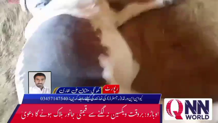 ضلع گھوٹکی میں مویشیوں میں وائرس کا پھیلاؤ: غفلت کے ذمہ داروں کے خلاف کارروائی اور فوری ویکسینیشن کا مطالبہ