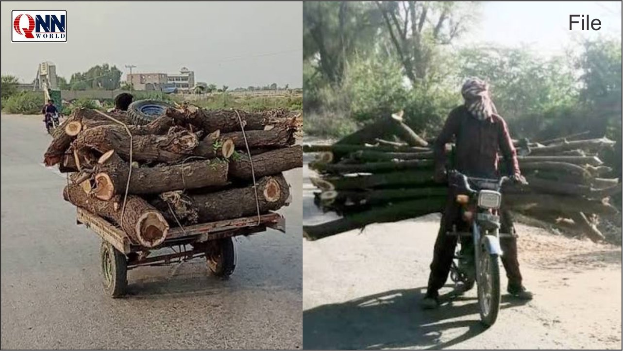 ضلع گھوٹکی میں درختوں کے تحفظ کیلئے مؤثر نگرانی اور قانونی کارروائی کا مطالبہ