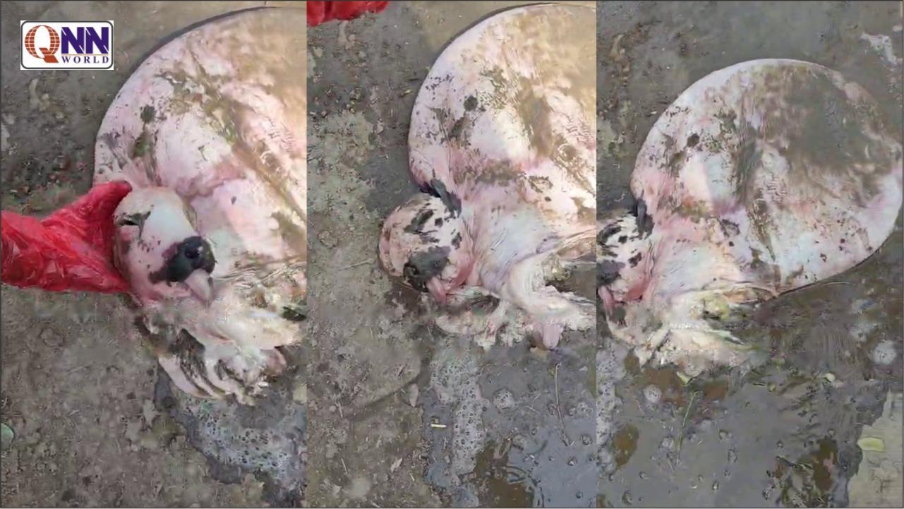 اوچ شریف: گائے کے ہاں عجیب الخلقت بچھڑے کی پیدائش، کچھ دیر زندہ رہنے کے بعد دم توڑ گیا