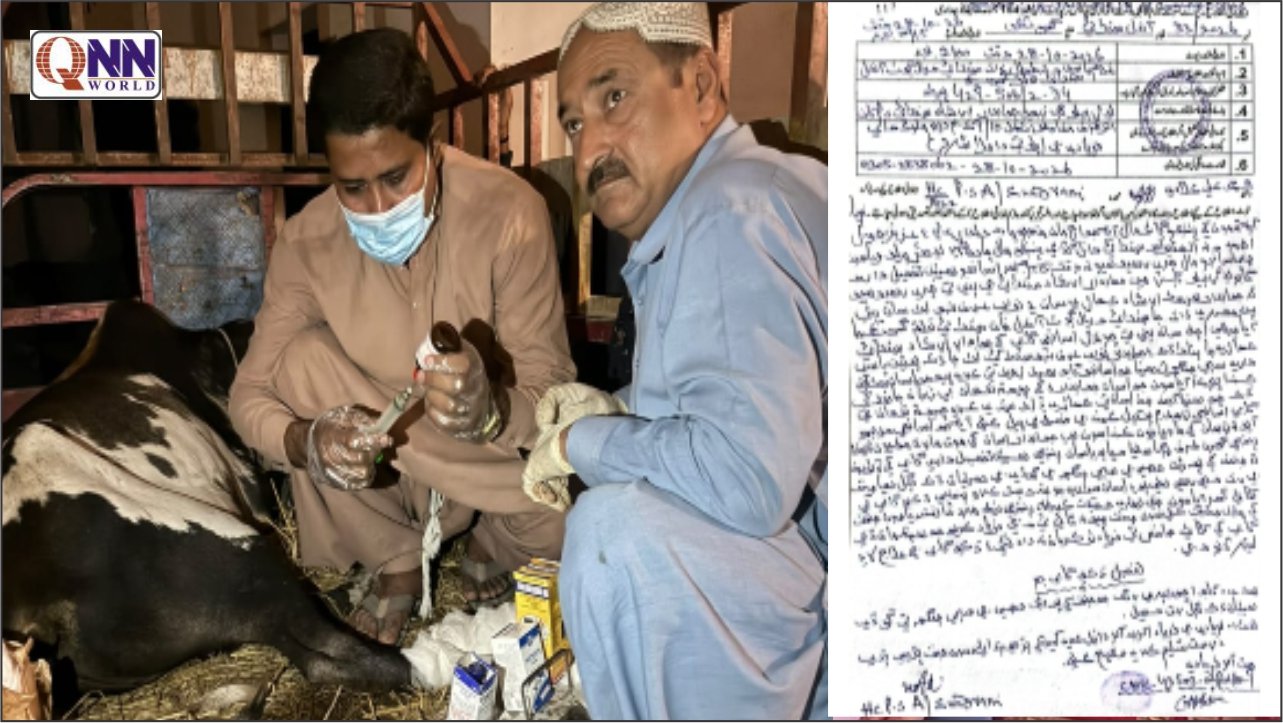 آندل سندرانی میں گائے کے بچھڑے پر کلہاڑی سے حملہ، پولیس نے مقدمہ درج کر لیا
