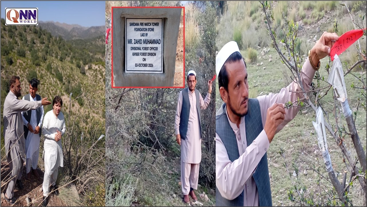 اپر باڑہ میں زیتون کی کاشت اور جنگلات کے تحفظ کے اقدامات، مقامی آبادی کو معاشی فوائد کی امید